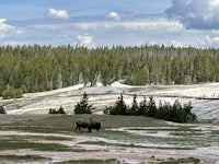 bison in yellowstone national park